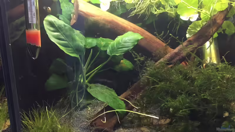 Anubias und Javamoos von Danny (11)