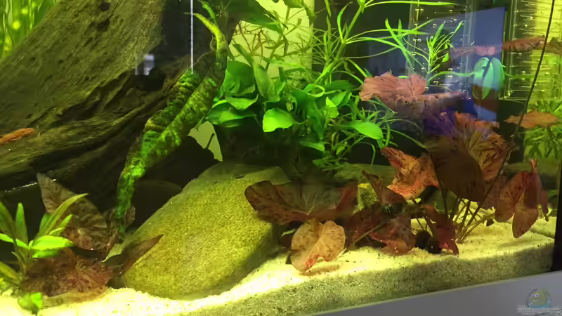 Anubias und roter Lotus von Embasch (12)