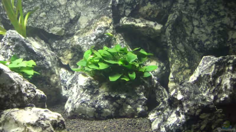 Anubias und Valisnerien im Granittopf von Markus Maier (23)