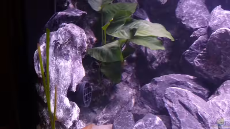 Anubias und Vallisneria von EvilChicken (17)