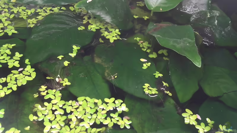 Anubias und Wasserlinsen an der Oberfläche. von Jenny (14)