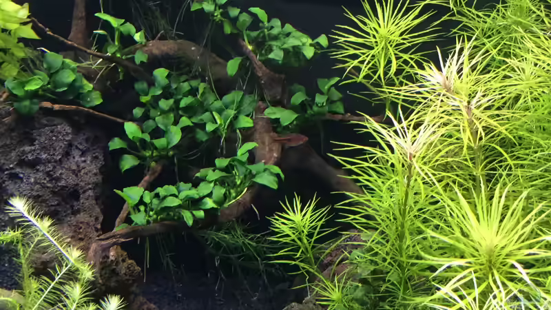 Anubias var.....Mini. von Aquafreak1411 (11)
