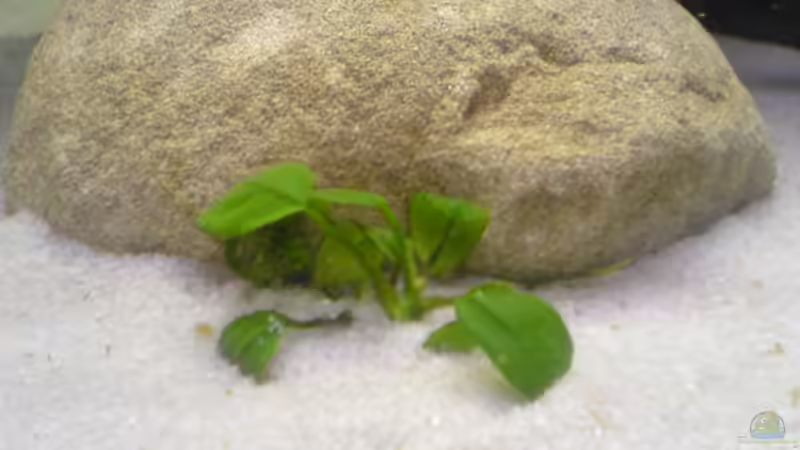Anubias var. nana von t-time (7)