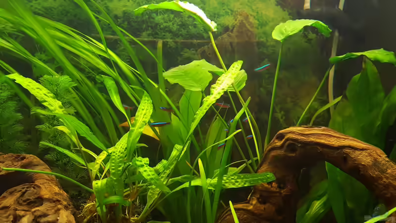 Anubias Versteck der Neons von painless Tdb-music (13)