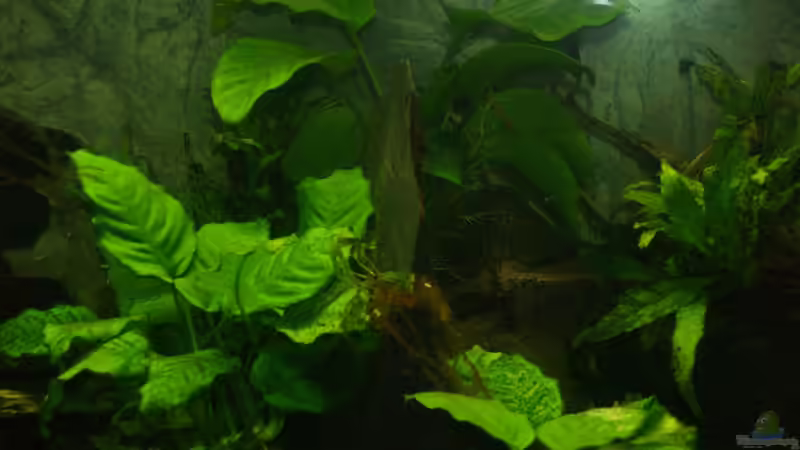 Anubias von Algernon (6)
