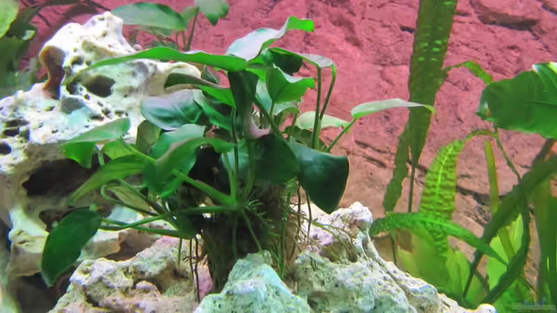 Anubias von Andreas Novak (8)