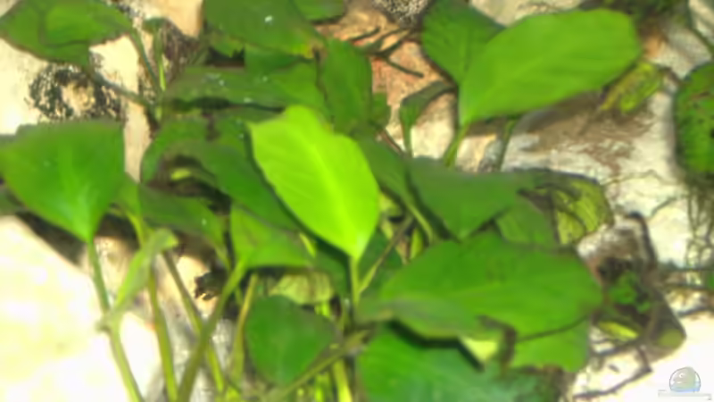Anubias von Aqua92 (8)
