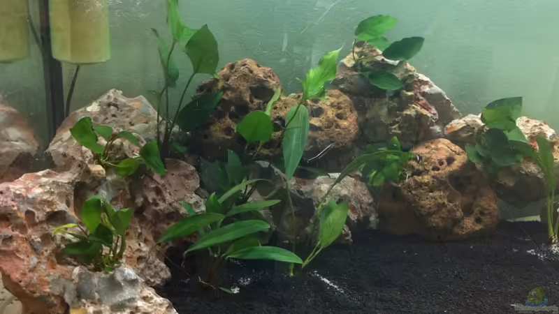 Anubias von BAD666 (12)