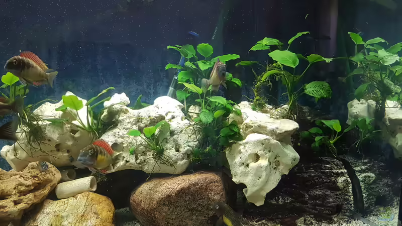 Anubias von Bernhard Fritsch (10)