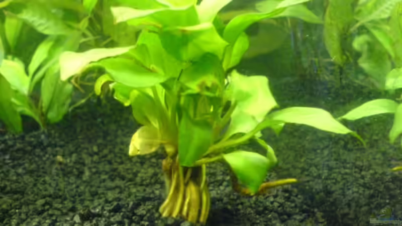 Anubias von Cathrin Krause (11)