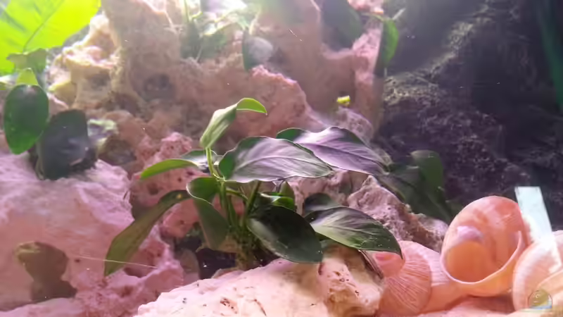 Anubias von Daniel Kastner (13)