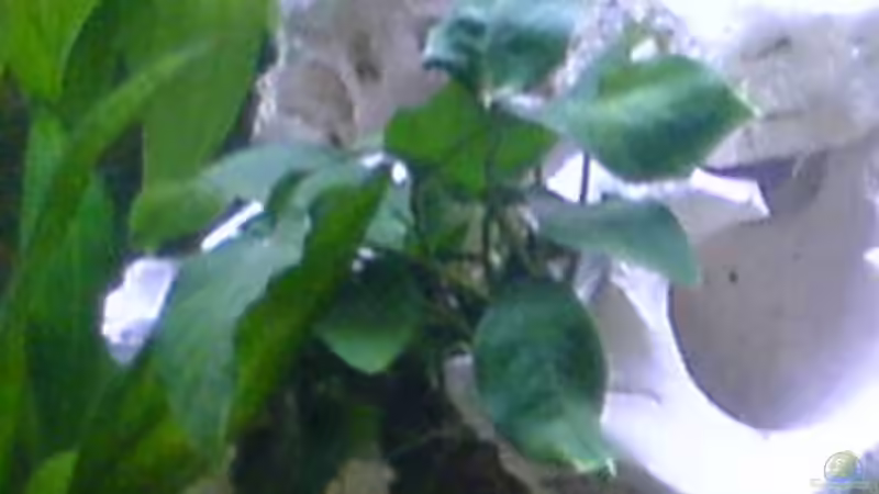 Anubias von Dennis Mair (2)
