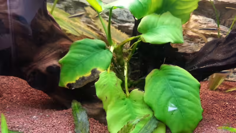Anubias von Der Dreiäugige Goldfisch (7)