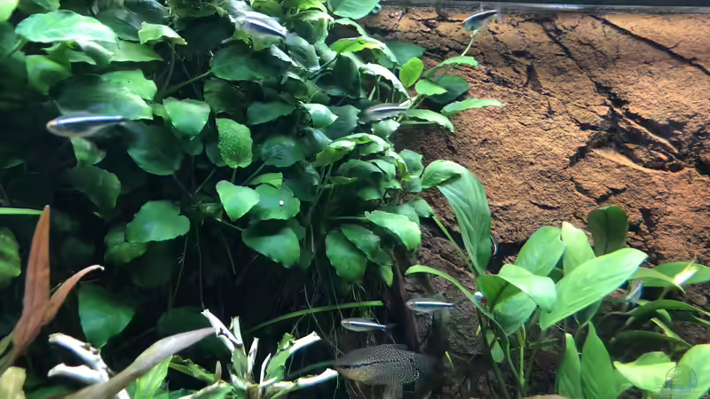 Anubias von derflo (5)