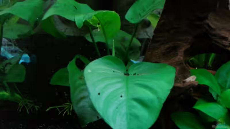 Anubias von Dirk Linke (10)