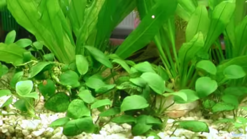 Anubias von Elke Loesch (6)