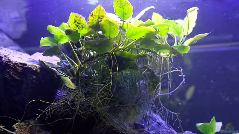 Anubias von Erik H. (20)
