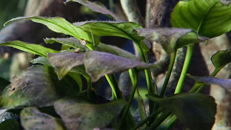 Anubias von Erik H. (21)