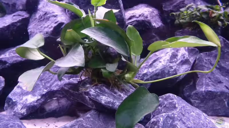 Anubias von EvilChicken (16)