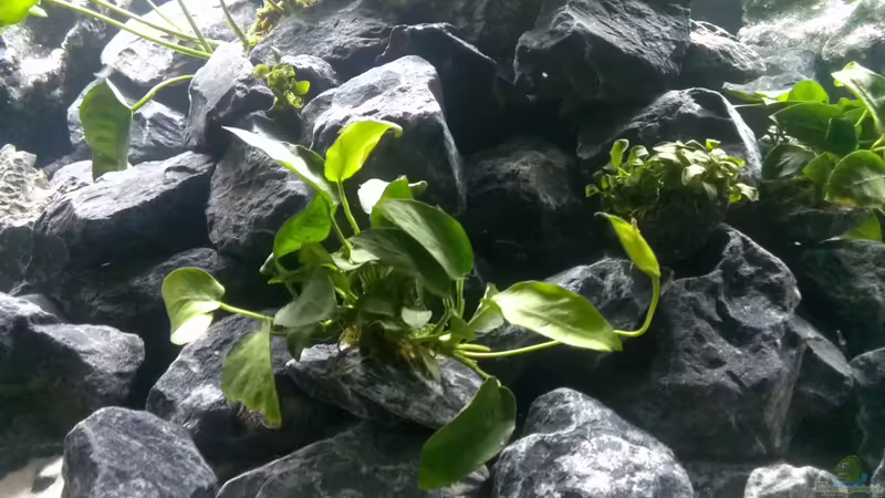 Anubias von EvilChicken (20)
