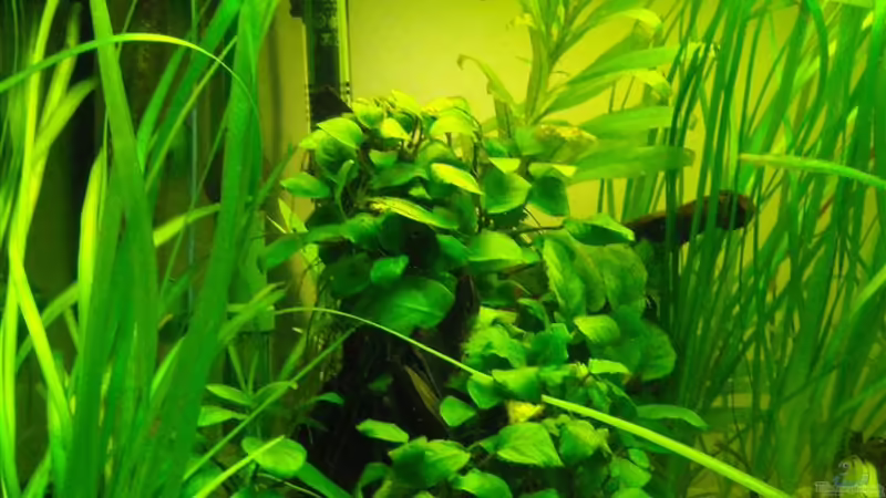 Anubias von Fabian Ber (11)