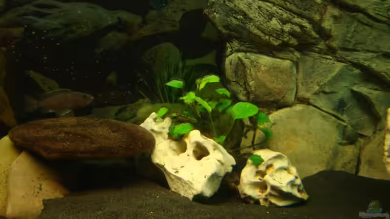 Anubias von Fabian S. (5)