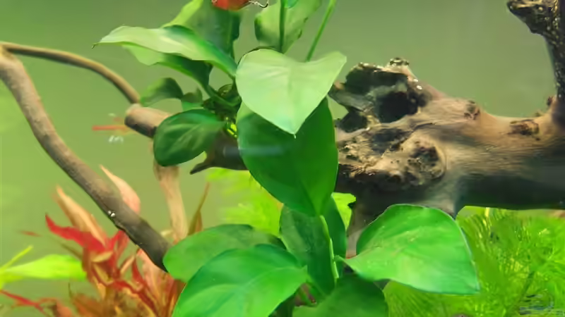 Anubias von FIsch89 (11)