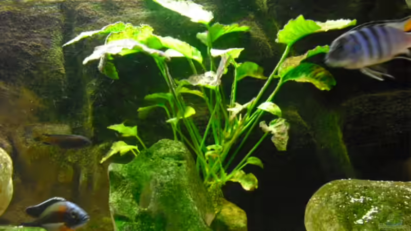 Anubias von FischfanAQ (8)