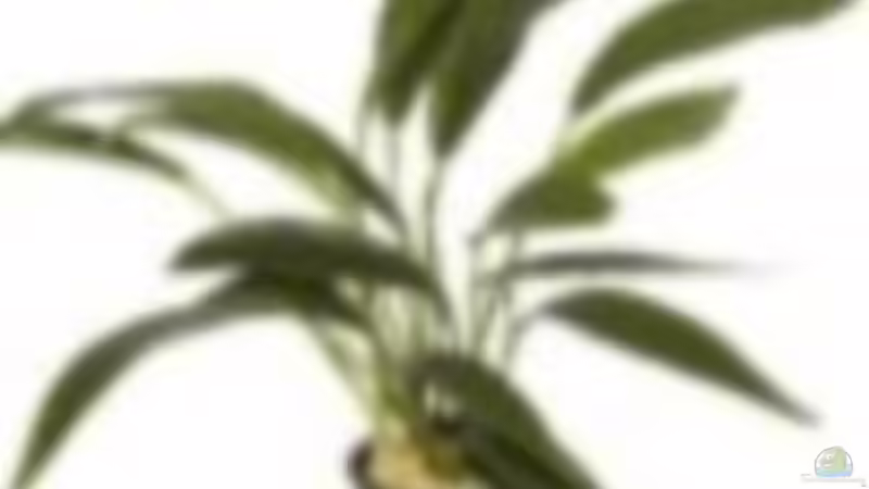 Anubias von frankt7 (12)