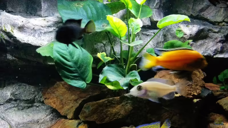 Anubias von FunkyTraut (4)