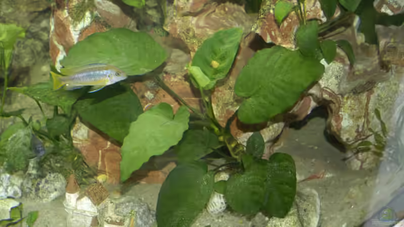 Anubias von Gerhard Schrenk (9)