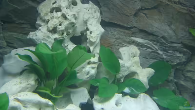 Anubias von Henni Dampf (6)