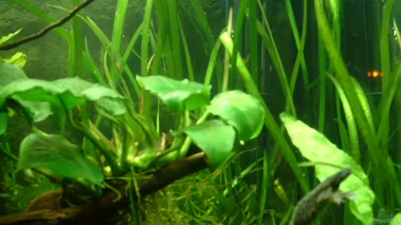 Anubias von Herzilein (4)