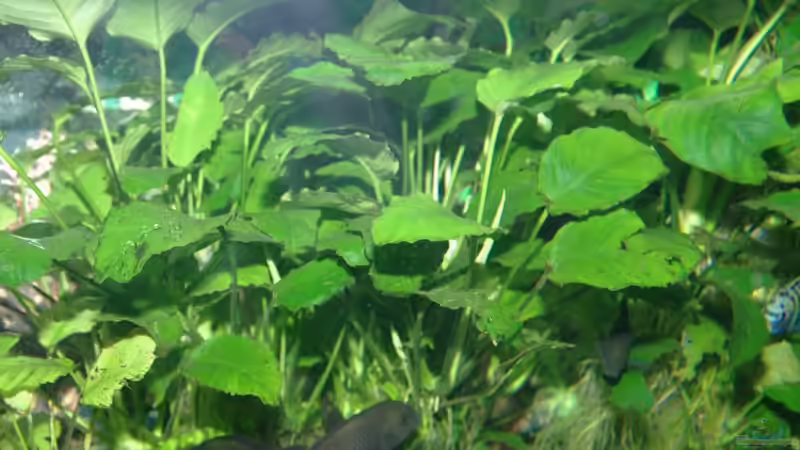 Anubias von Ikolaner (3)