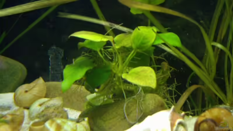 Anubias von Jenny (12)