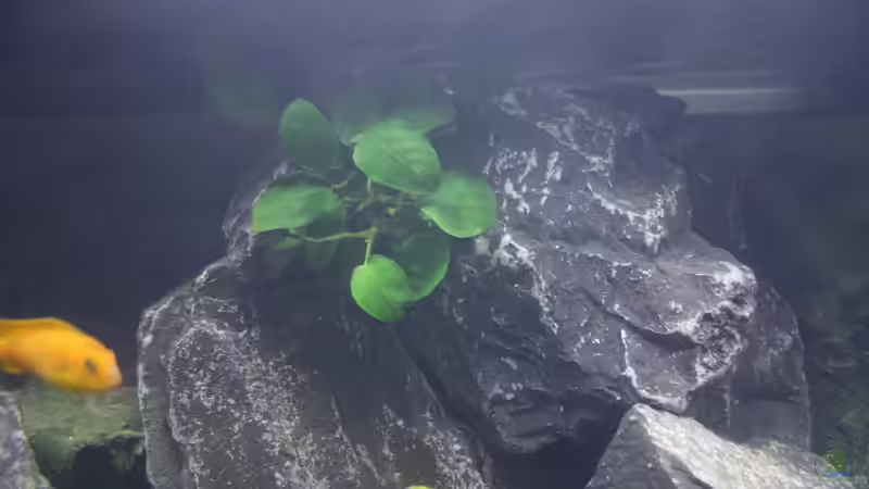 Anubias von JörgsMalawis (16)