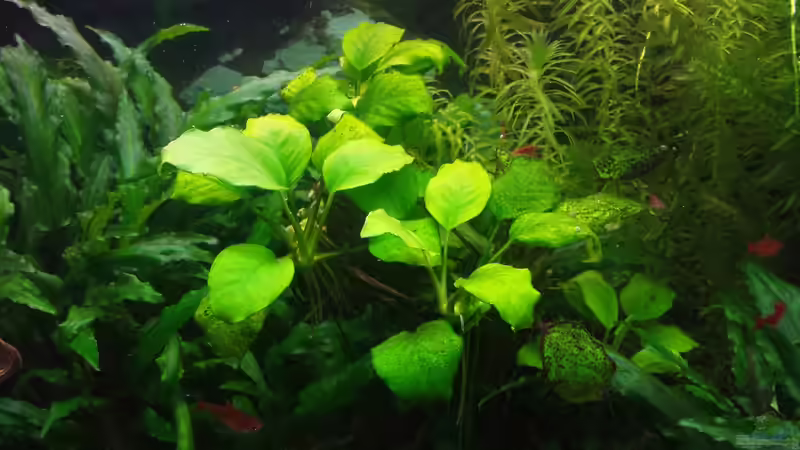Anubias von JohnnyWishbone (17)