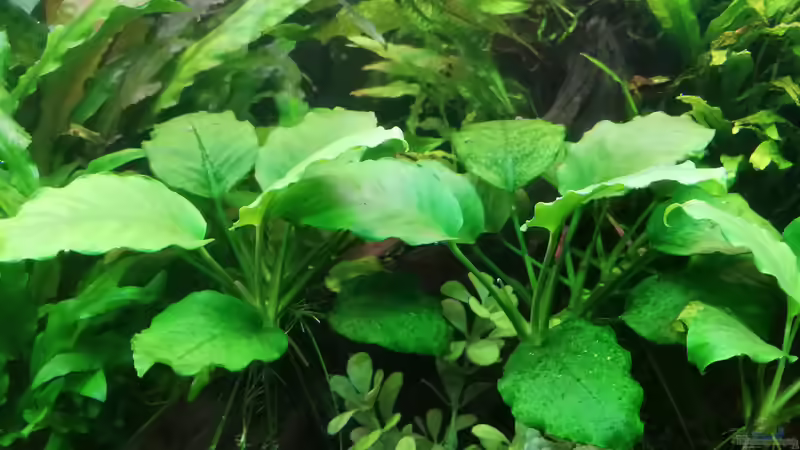 Anubias von JohnnyWishbone (18)
