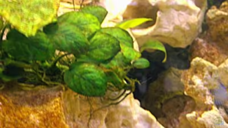 anubias von Katja Wilhelm (4)