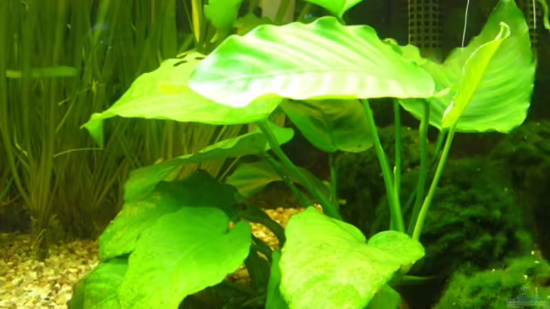 Anubias von Kim (7)