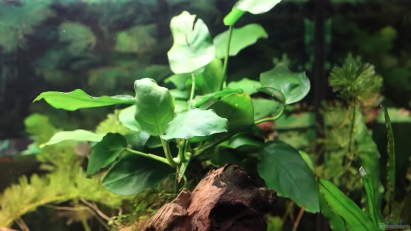 Anubias von Marc Leu (13)