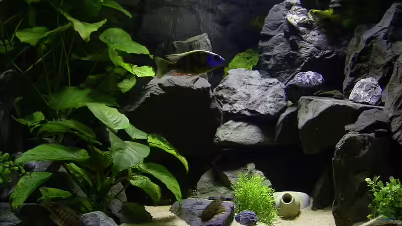 Anubias von Marco Spurzem (7)