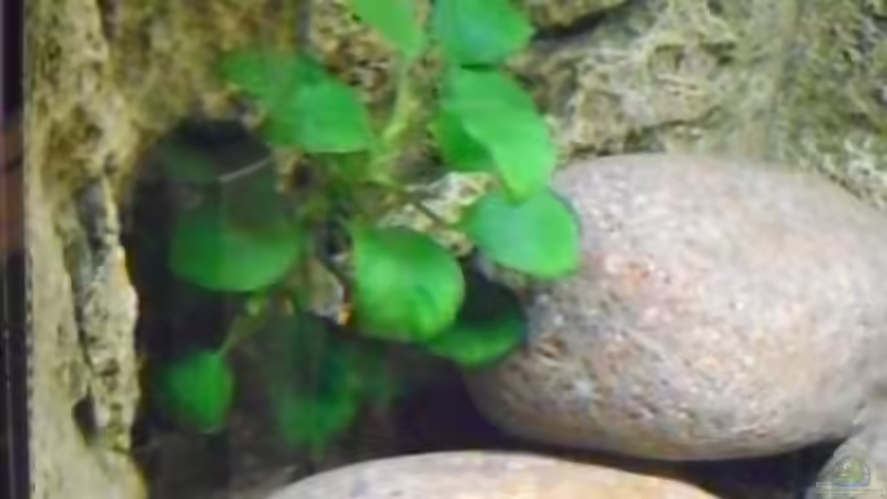 Anubias von Markus Bovermann (5)