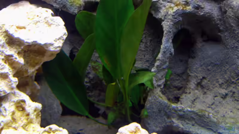 Anubias von Markus Hütte (10)