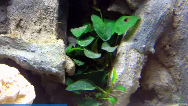 Anubias von Markus Hütte (11)