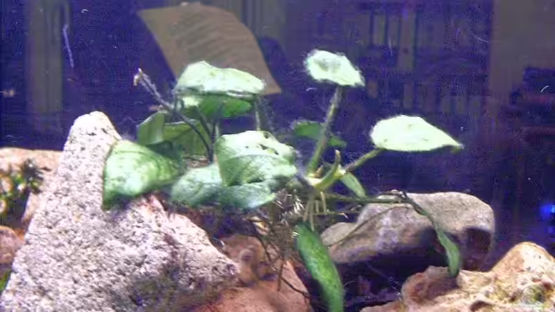 Anubias von Markus Parthe (8)