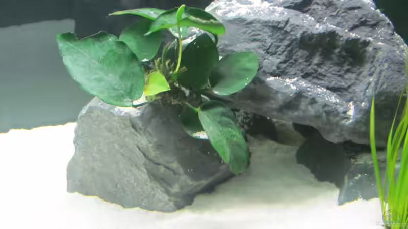 Anubias von Mazdeur (11)