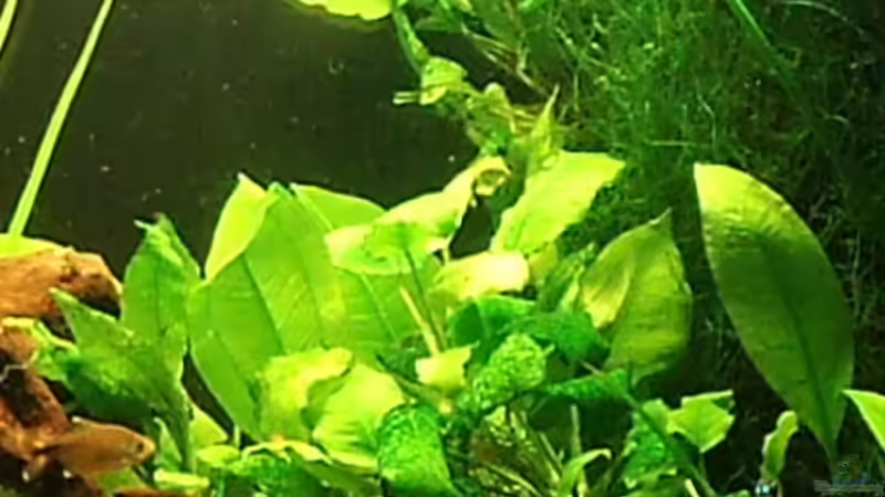 Anubias von Melanie (7)