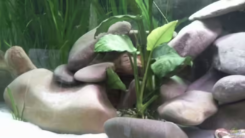 Anubias von Michael 123 (9)