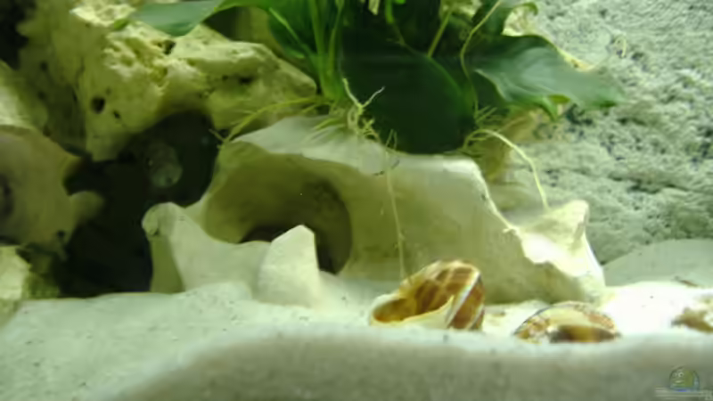 Anubias von Michael Dölle (4)